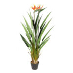 Ave del Paraíso flor, 185 cms