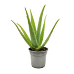 Cactus Aloe 81 cms
