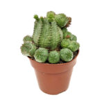 Cactus Euphorbia Suzannae 90 cms