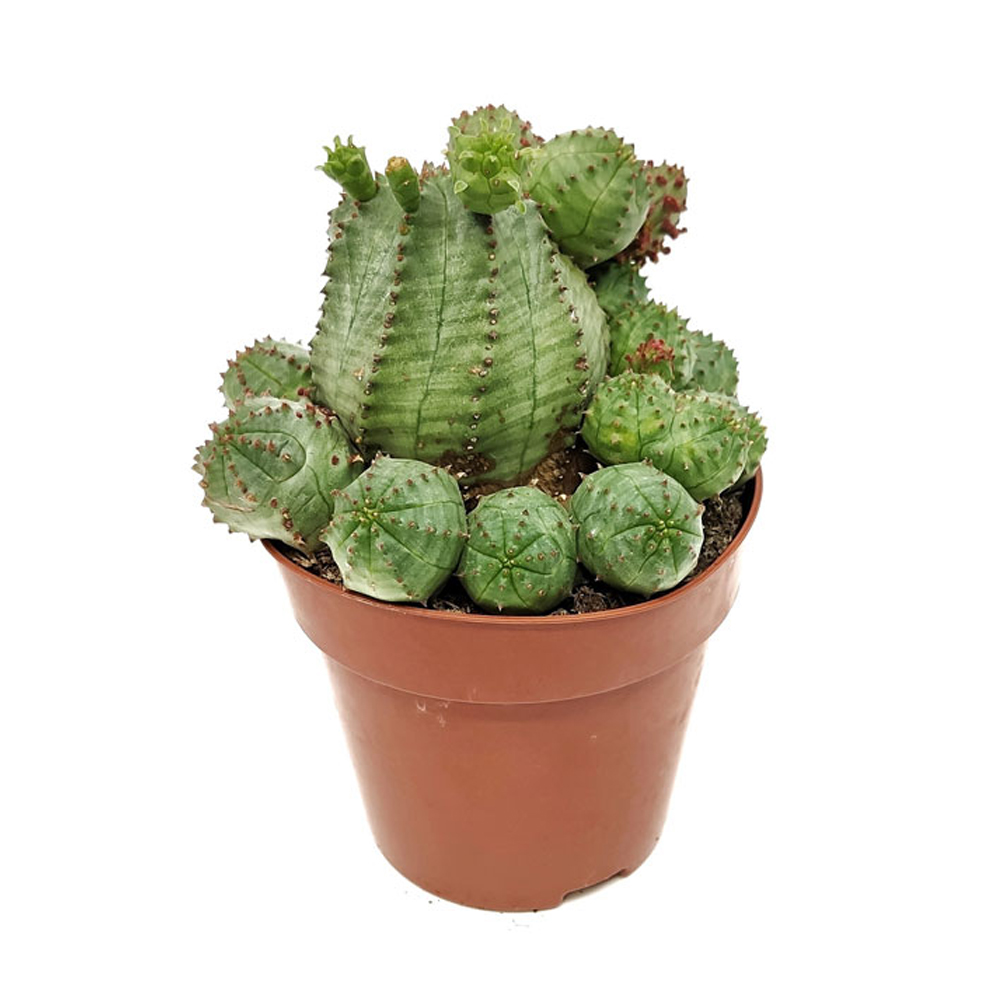 Planta-artificial-6.jpg Cactus Euphorbia Suzannae 90 cms - Imagen 1