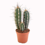 Cactus Stetosonia Coryne 43 cms